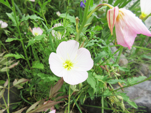 今日の畑仕事(5月28日)