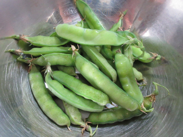 お豆さんを収穫しました