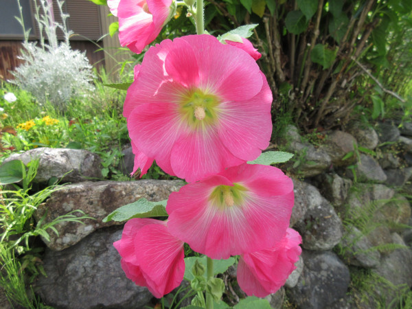 今日の畑仕事(7月3日)