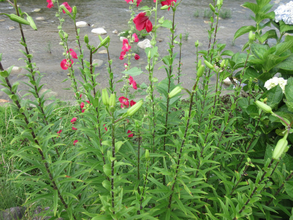 今日の畑仕事(7月3日)