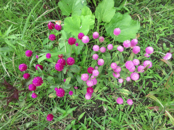 今日の畑仕事(7月3日)