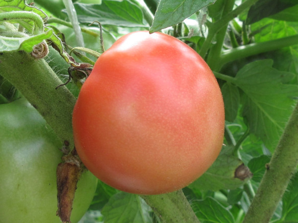 トマトの進捗(2021年6月~7月)