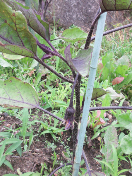 今年も茄子は失敗しました