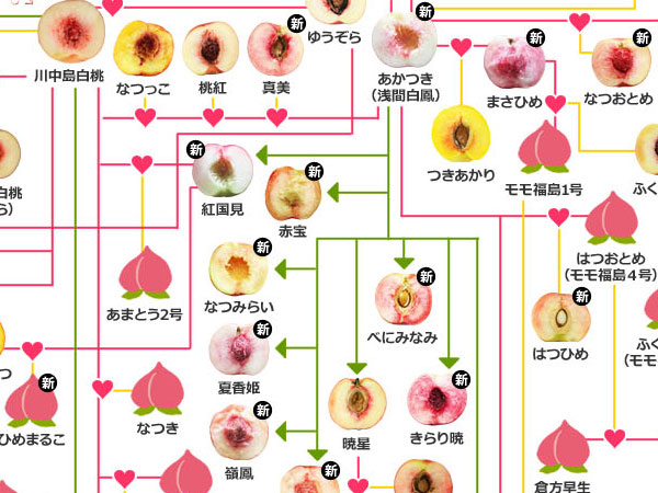 桃の家系図 2021を公開しました＼(^o^)／