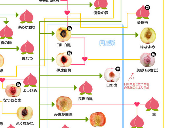 桃の家系図 2021を公開しました＼(^o^)／