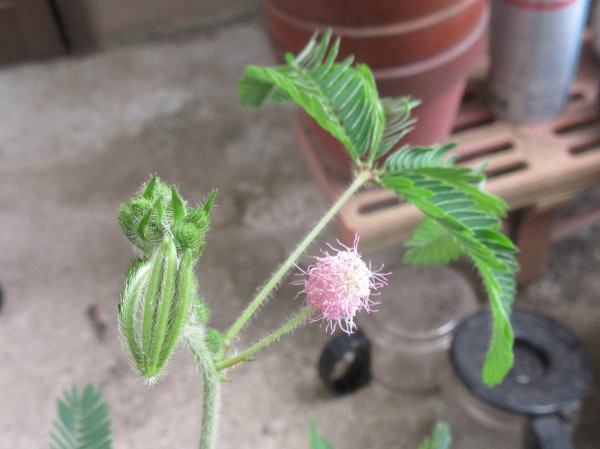 おじぎそうの花が咲きました