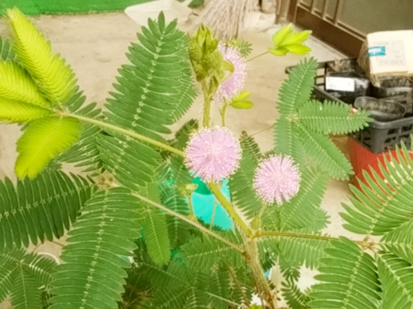 おじぎそうの花が咲きました