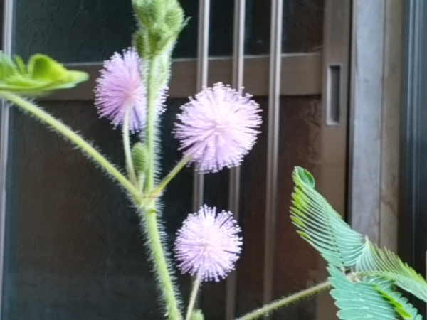 おじぎそうの花が咲きました