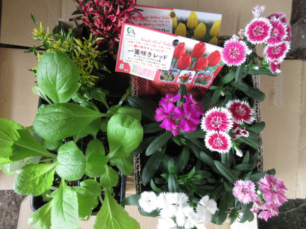 ナデシコを植えました