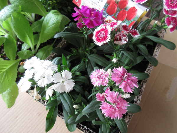 ナデシコを植えました