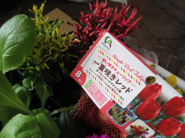 ナデシコを植えました