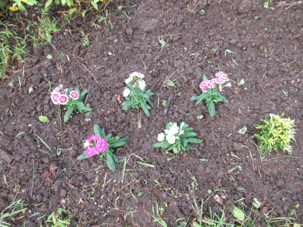 ナデシコを植えました