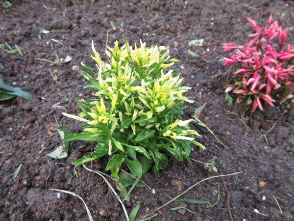 ナデシコを植えました