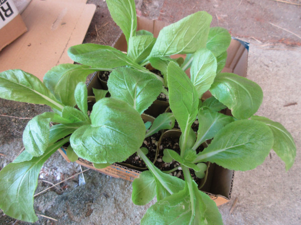白菜を植えました