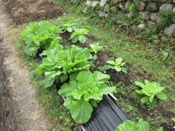 白菜の進捗(10月)