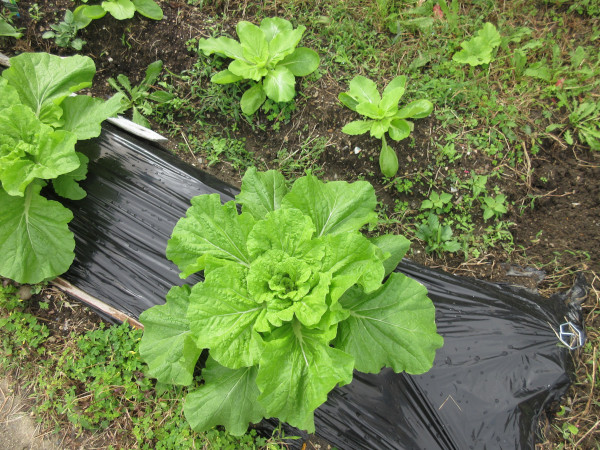 白菜の進捗(10月)