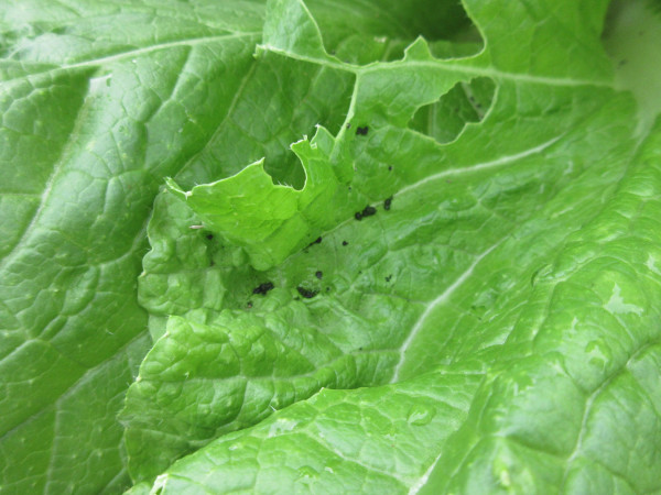 白菜の進捗(10月)