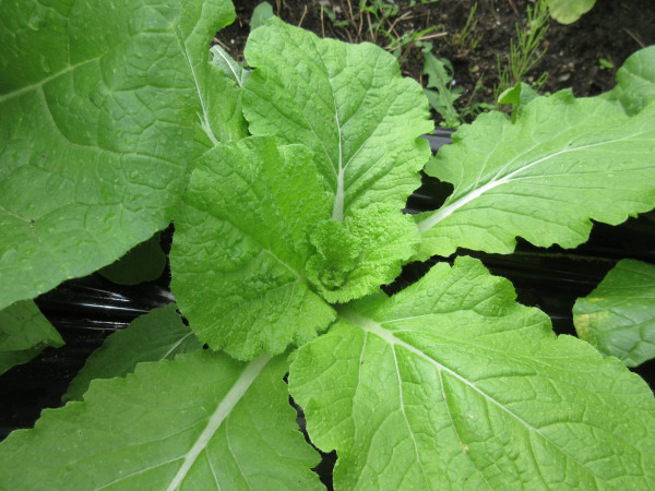 白菜の進捗(10月)