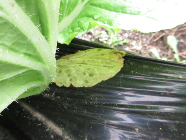 白菜の進捗(10月)