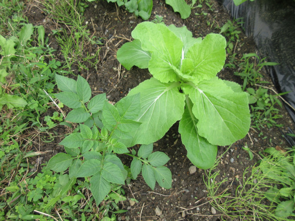 白菜の進捗(10月)