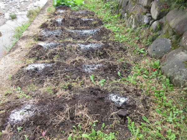 今年もタマネギを植えました