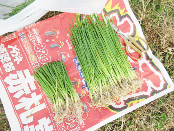 今年もタマネギを植えました