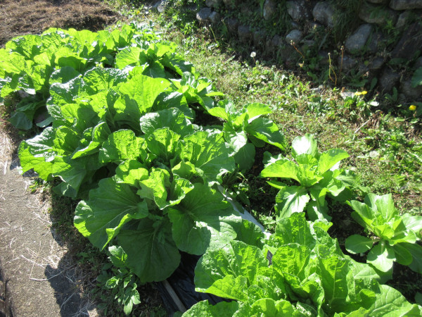白菜の進捗（11月）