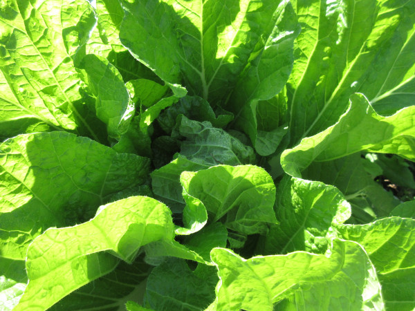 白菜の進捗（11月）
