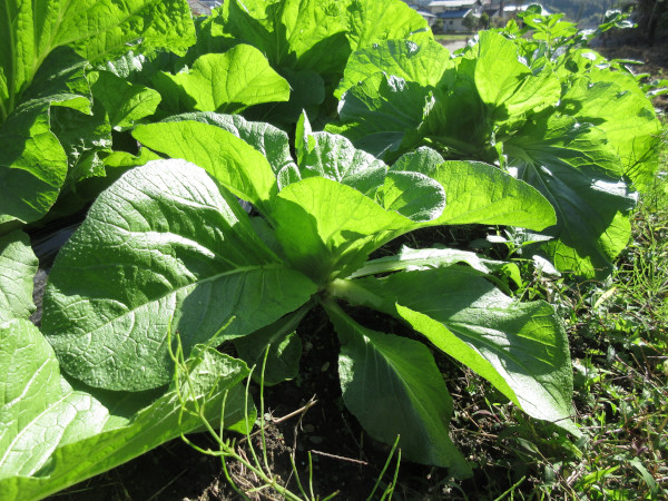 白菜の進捗（11月）