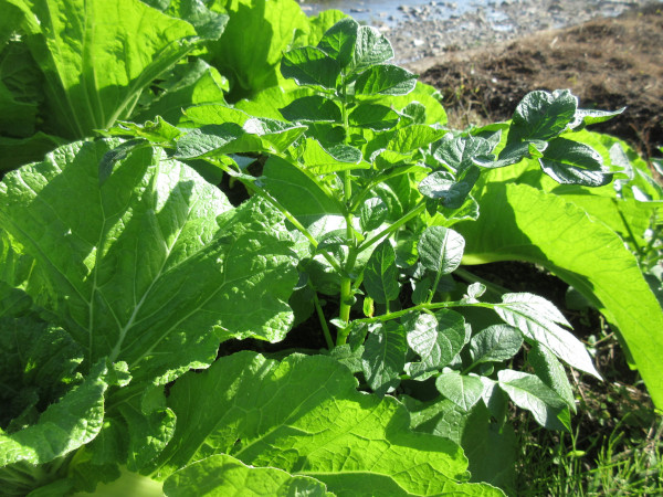 白菜の進捗（11月）