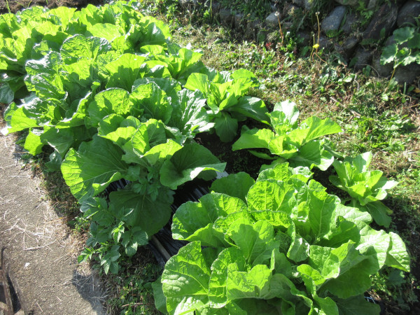 白菜の進捗（11月）