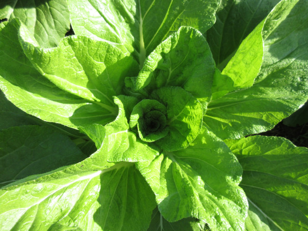 白菜の進捗（11月）