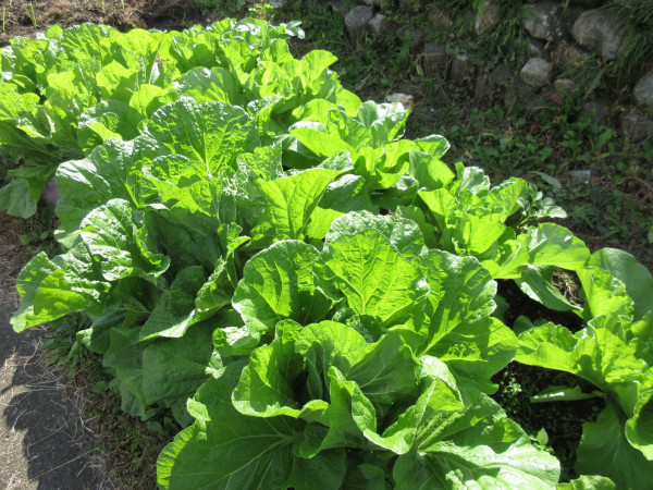 白菜の進捗（11月）