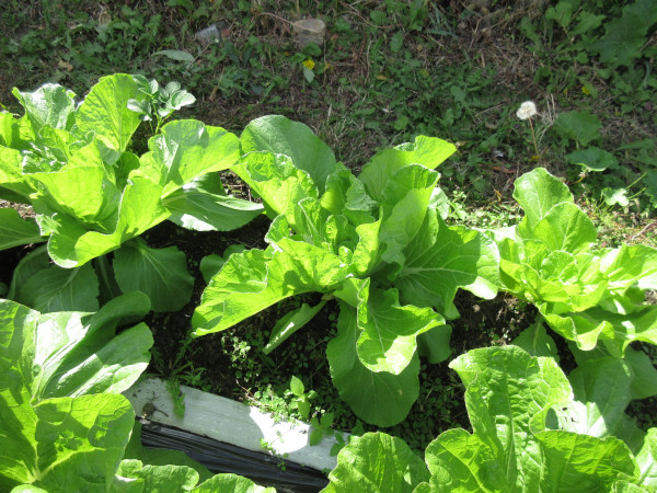 白菜の進捗（11月）