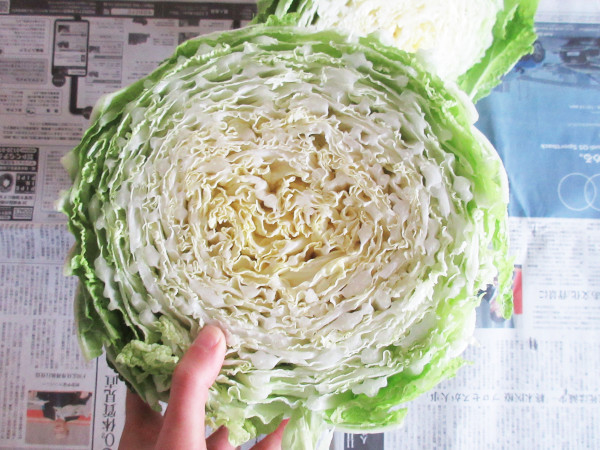 白菜を収穫しました