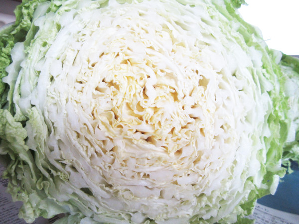 白菜を収穫しました