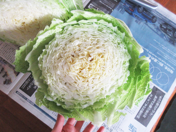 白菜を収穫しました