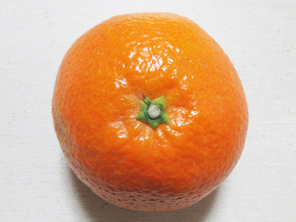 【柑橘の断面図】伊予柑(いよかん)