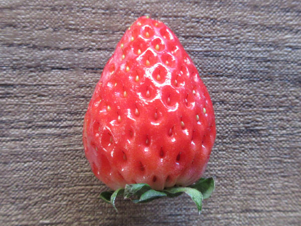 【苺の断面図】章姫(あきひめ)