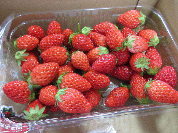 すまいるふぁーむ 阿部農園さんの苺!