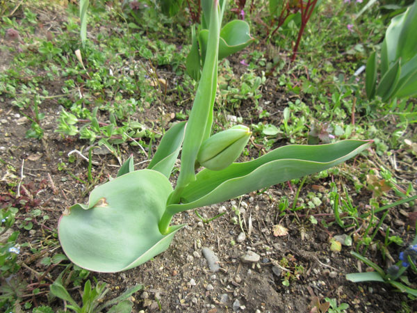 今日の畑仕事(4月10日)