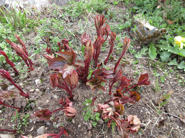芍薬の進捗(2022年4月)