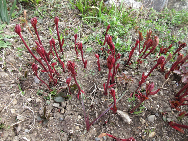 芍薬の進捗(2022年4月)