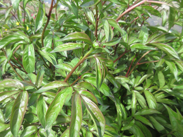 芍薬の進捗(2022年4月)