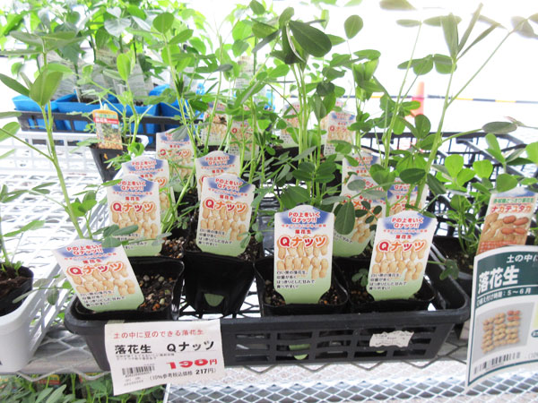 今日の畑仕事(6月10日)