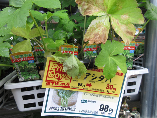 今日の畑仕事(6月10日)