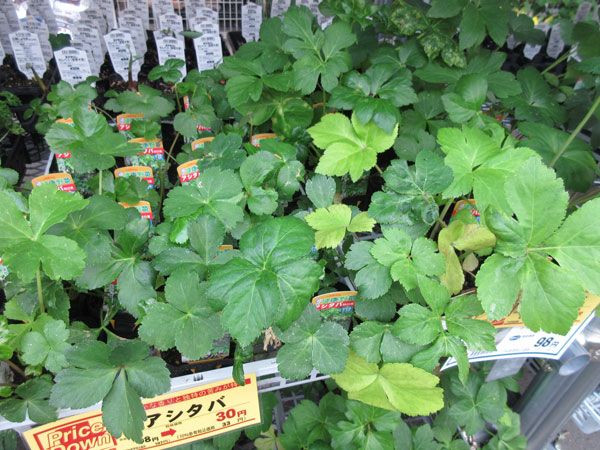 今日の畑仕事(6月10日)