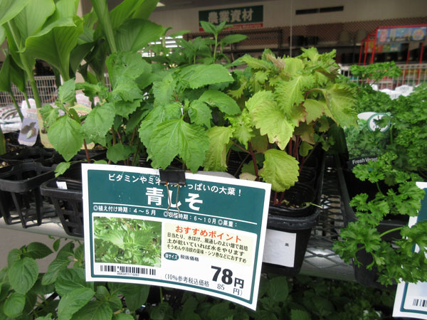 今日の畑仕事(6月10日)
