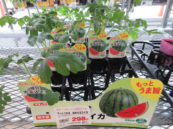 今日の畑仕事(6月10日)