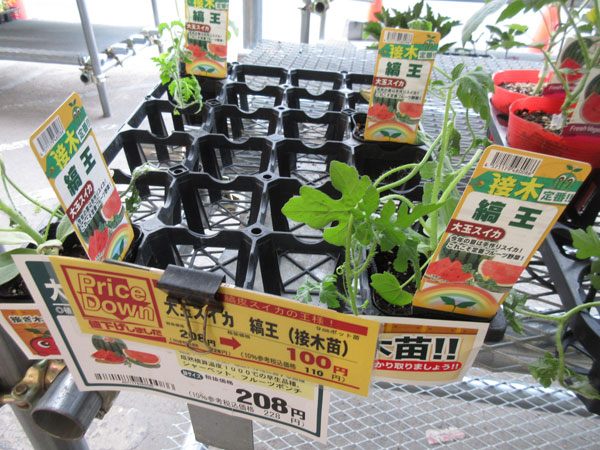 今日の畑仕事(6月10日)